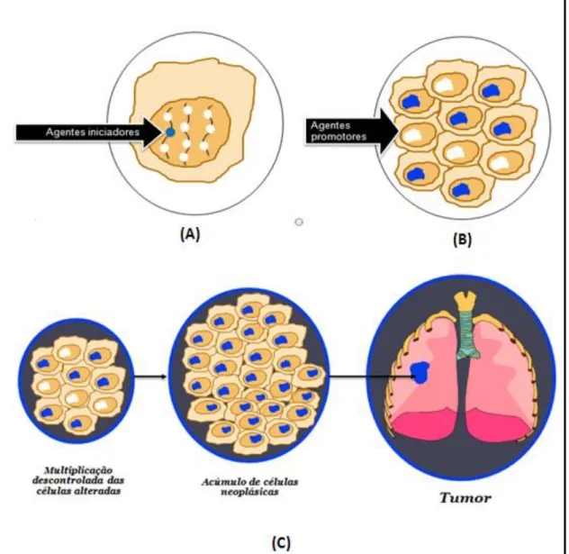 Figura 1- Fases da Carcinogênese. (A), Iniciação; (B), Promoção; (C), Progressão. 