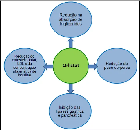 Figura 7- Principais efeitos do orlistat no organismo. 