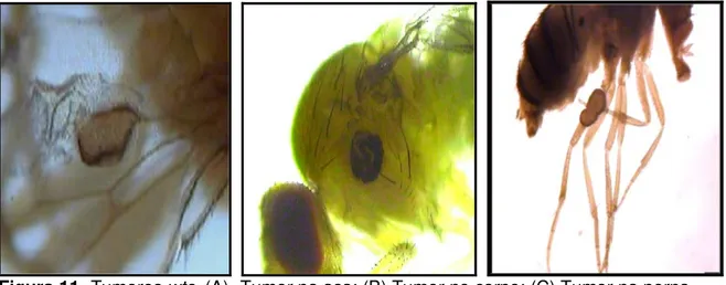 Figura 11- Tumores wts. (A)- Tumor na asa; (B) Tumor no corpo; (C) Tumor na perna. 