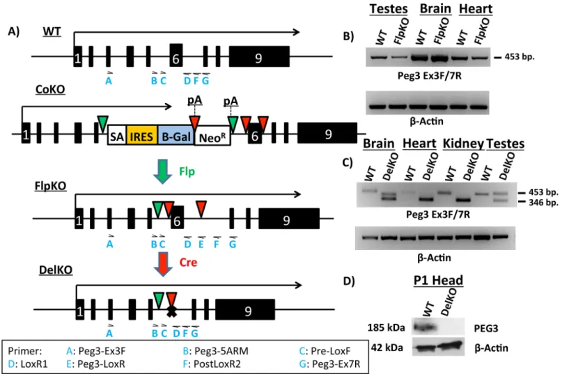 Fig 1. Molecular characterization of Peg3 FlpKO and Peg3 DelKO mouse lines. (a) Schematic representation of Peg3 alleles