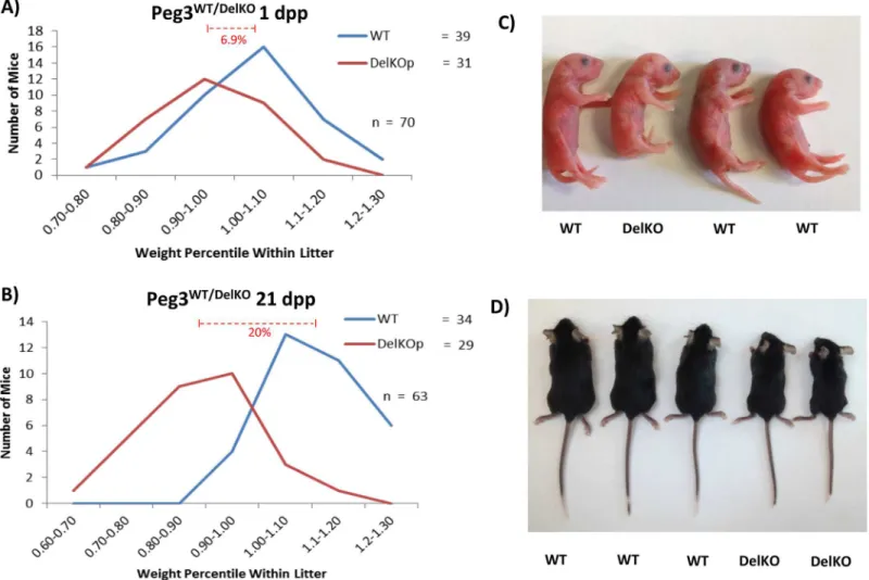 Fig 2. Growth effects of Peg3 DelKO allele in neonates. (a) Male Peg3 DelKO/WT were bred with female wild-type littermates to generate Peg3 WT/DelKO pups with the paternal transmission of the mutant allele