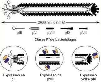 Figura 2. Esquema representativo de um bacteriófago de classe Ff ilustrando as proteínas do  capsídeo viral e três modelos de exposição de peptídeos respectivamente nas proteínas pIII,  pVIII  e simultaneamente nas proteínas pVII e pIX