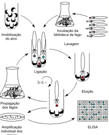 Figura 3. Esquema representativo do processo de Biopanning. Imobilização do alvo e  incubação da biblioteca de fagos, retirada dos fagos não ligados por lavagens sucessivas,  eluição dos fagos ligados e infecção de E