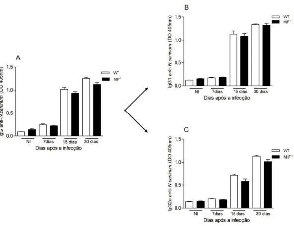Figura 10. Cinética diferencial da produção de anticorpos IgG antígeno-específicos em  camundongos  infectados  com  Neospora  caninum