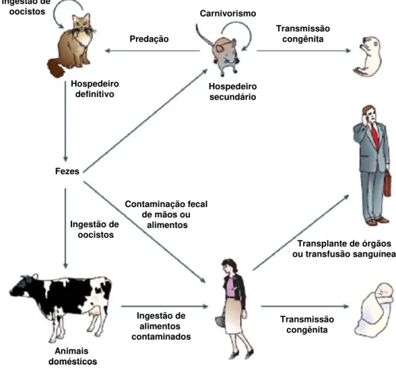 Ilustração 1. Ciclo biológico de Toxoplasma gondii (ALIBERTI, 2005). 