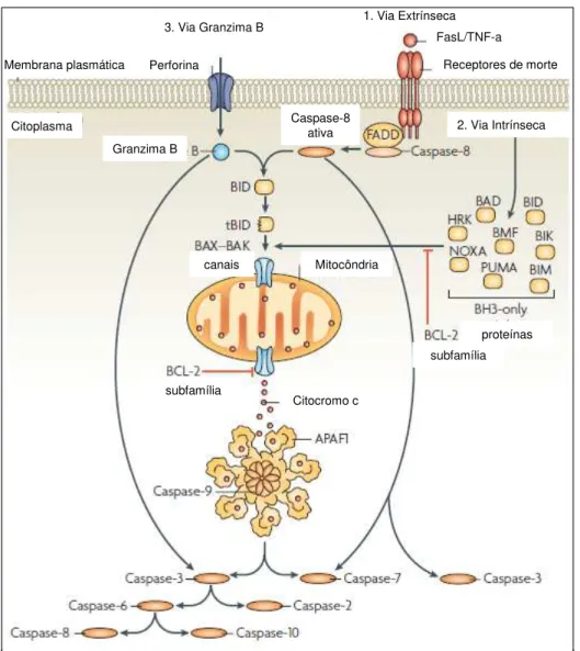 Ilustração 3. Vias de ativação de caspases. A via extrínseca (1) envolve a interação de  ligantes extracelulares (FasL ou TNF- α ) com receptores transmembrana de morte causando o  recrutamento da proteína adaptadora FADD (Fas-associated death domain prote