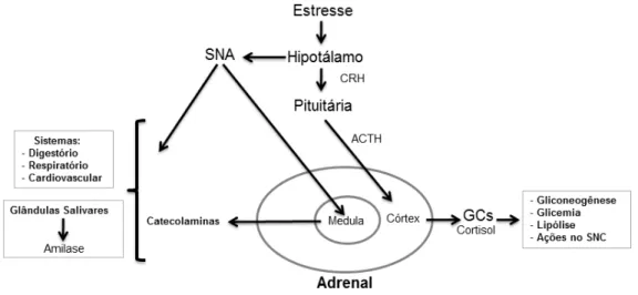 Fig. 01: Estimulação do eixo HPA e SNA em uma situação de estresse. Adaptado de Lipp (2010)
