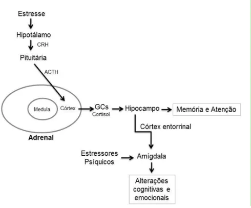Fig. 02: Estimulação do eixo HPA e Sistema Límbico em uma situação de estresse. Adaptado de  Lipp (2010)