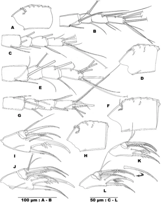 Figure 4. Allocyclops spinifer sp. n. A antennulary segment 1 B antennulary segments 8–11; A