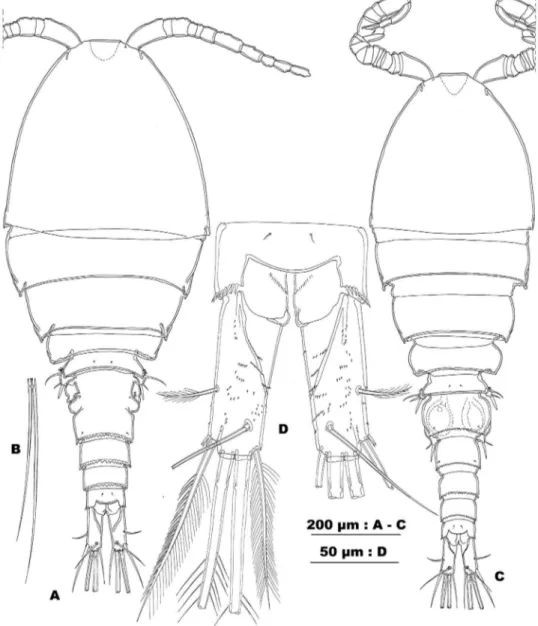 Figure 2. Allocyclops spinifer sp. n. A habitus in dorsal view B principal setae of left caudal ramus C habitus  in dorsal view D anal somite and caudal rami, dorsal view