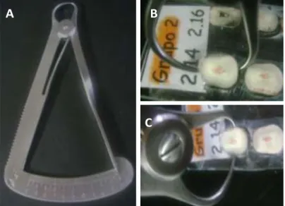 Figura 10.  A. Especímetro; B e C. Medições  da largura e altura das secções.  