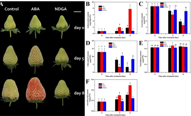 Fig 2. The effects of ABA and NDGA treatment on strawberry fruit ripening. (A) Morphological evaluation of the strawberry fruit in response to ABA or NDGA treatment