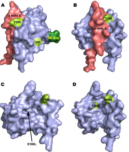 Figure 5. Modelling suggests a molecular explanation for the caspase 1 dependence of Mal and the malfunctional human polymorphism Ser180Leu