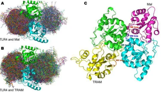Table 2 summarises the results of mutagenesis studies on the TIR domain of TLR4 and the effect that the mutations are predicted to have on the receptor-adaptor complexes