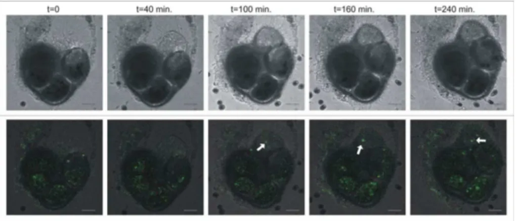 Fig. 3. Distribution of Ca 2+ in a calcifying juvenile of Ammonia tepida. The upper row shows the extending pseudopodia at the onset of chamber formation ( t=0), the production of the primary organic sheet ( t=40 min) and calcification onto this sheet (t=1