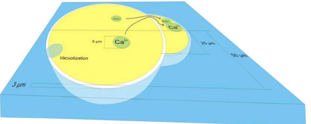 Fig. 4. Simplified representation of calcification in a Rotallid juvenile, based on our observations of chamber formation in Ammonia tepida