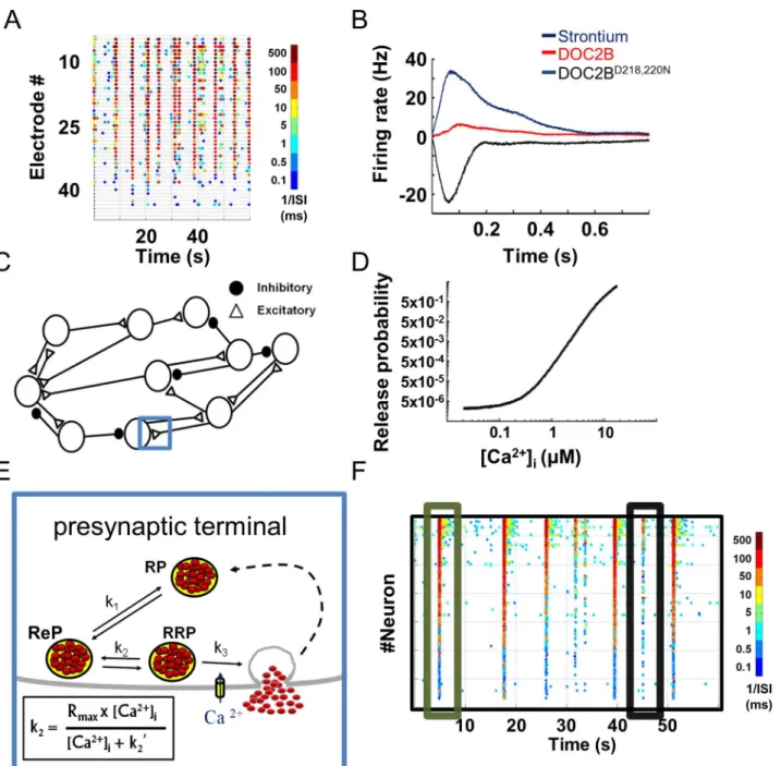 Fig 1. Presynaptic-driven neuronal network computational model recreates spontaneous network activity recorded with microelectrode arrays.
