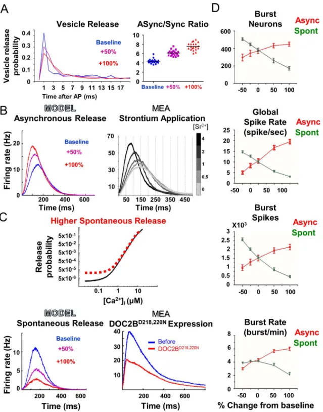 Fig 2. Model demonstrates how an increase in asynchronous release, and not spontaneous release, enhances neuronal network activity
