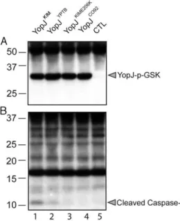 Figure S1 in Text S1). Comparison of YopJ KIM with YopJ from Y.