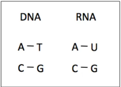 Figura 2.2: Liga¸c˜ao entre as mol´eculas de DNA e RNA