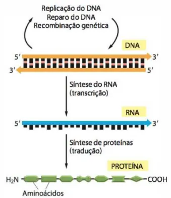 Figura 2.3: Dogma Central da Biologia Molecular Fonte: (Alberts et al., 2010)