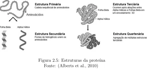 Figura 2.5: Estruturas da prote´ına Fonte: (Alberts et al., 2010)