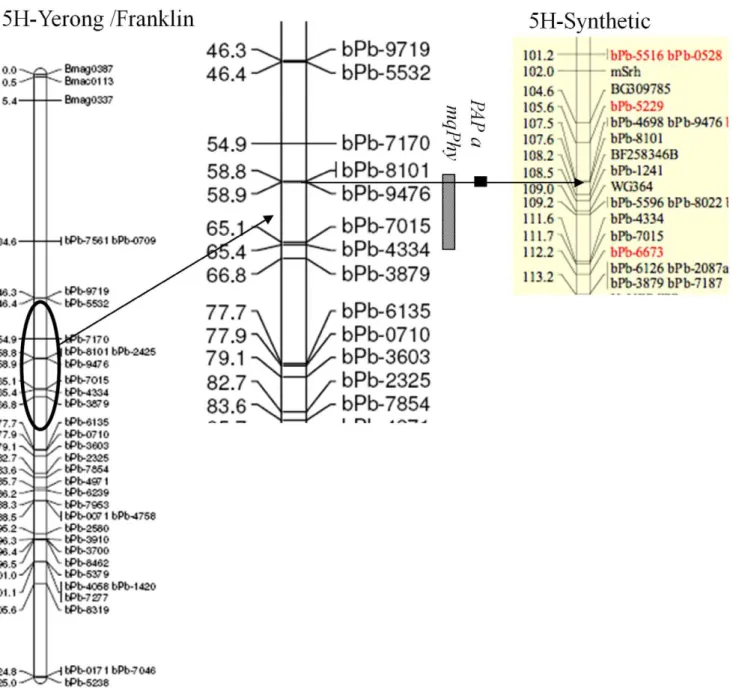 Figure 5. Quantitative trait loci (QTLs) identified for plant phytase activity in the DH population of Yerong/Franklin
