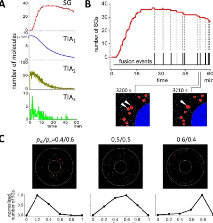 Fig 6. Analysis of the dynamics of SG assembly. (A) Time courses of SG, TIA 1 , TIA 2 , and TIA 3 are shown.