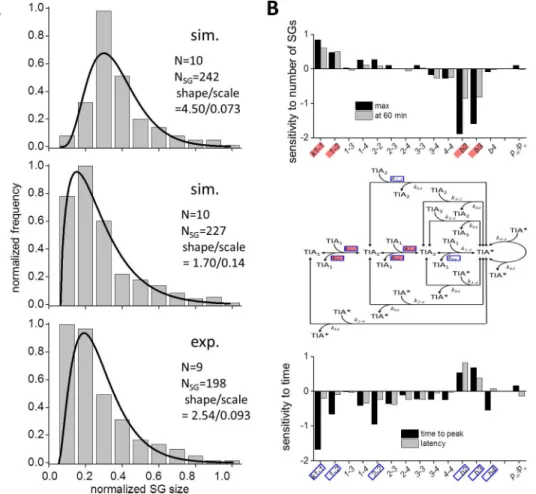 Fig 7. Gamma distribution of SG size both in SS and experiments, and the sensitivity of the dynamics of SG assembly to parameters