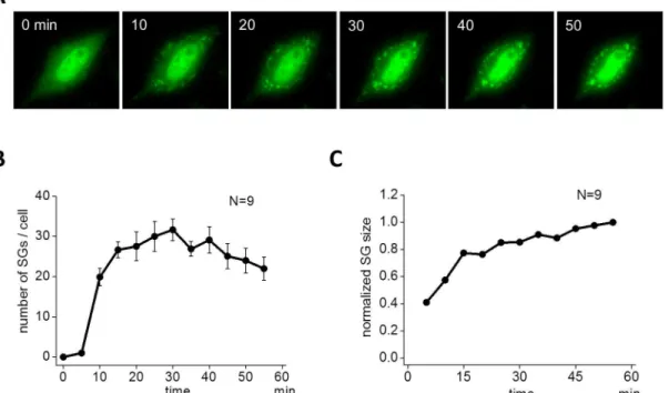 Fig 1. Assembly of SGs by arsenite. (A) SGs were visualized by green fluorescent protein (GFP)-tagged TIA1 in living HeLa cells