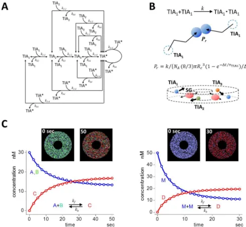 Fig 3. A model of SG assembly and its stochastic simulation. (A) A minimal model for SG assembly
