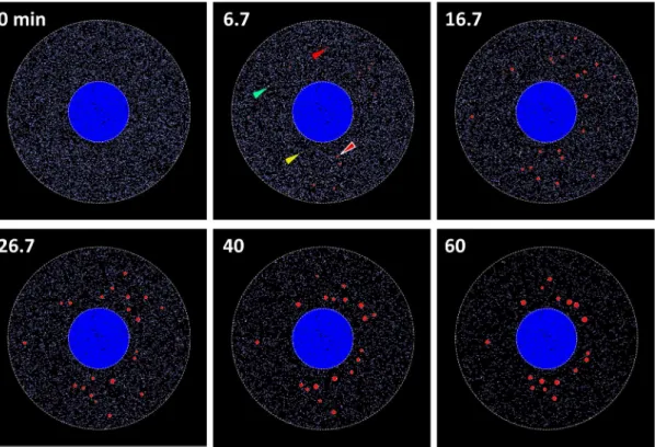 Fig 4. Simulation results of SG assembly. At 0 min, TIA 1 (blue dots) distributed diffusely in the cytoplasm