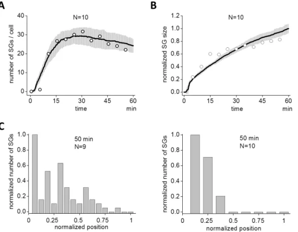 Fig 5. Spatio-temporal dynamics of simulated SG assembly. (A) The time course of assembled SG in SS also displayed a short latency followed by a peak and a decline (continuous line)