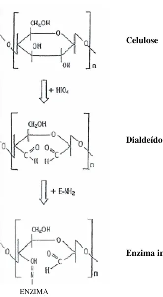 Figura 4: Esquema da imobilização enzimática em celulose, por ativação com ácido  periódico (VARAVINIT et al., 2002)