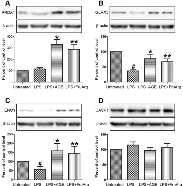 Figure 5. Validation of expression profiling of proteins by Western blotting. Four of the identified proteins, PRDX1 (A), GLRX3 (B), ENO1 (C), and CASP1 (D), responding to AGE and/or FruArg treatment in LPS-stimulated BV-2 cells were validated using Wester