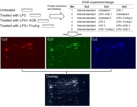 Figure 3. 2D-DIGE experimental design and workflow. Lysates of BV-2 cells untreated or treated with LPS in the absence or presence of AGE (0.5%) or FruArg (3 mM) in triplicate were labeled with fluorescence CyDyes following the scheme shown in the table