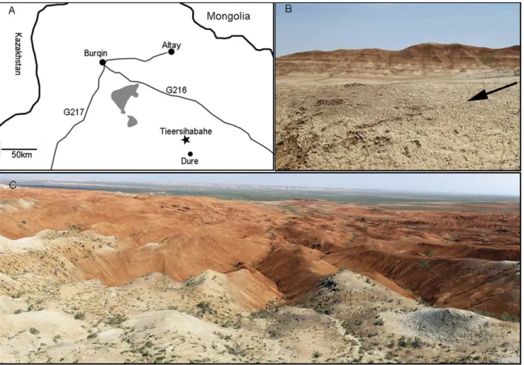 Figure 1. Location and overview of the Tieersihabahe locality. A, Location of the Tieersihabahe and Saerduoyila localities; B, close up of Tieersihabahe Formation where the fossils were found; C, Broad expanse of Tieersihabahe Section in the northern Jungg