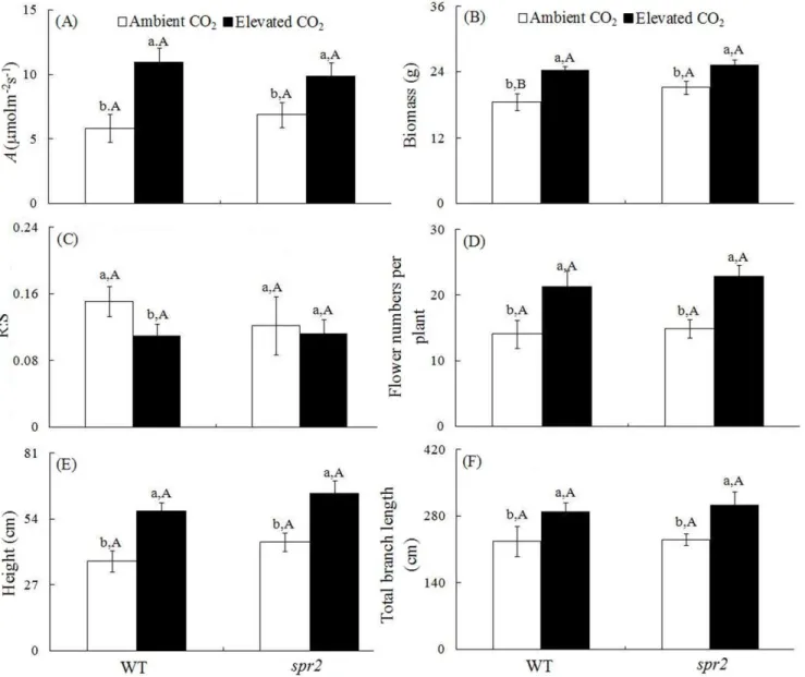 Figure 2. Growth parameters of two tomato genotypes grown under ambient and elevated CO 2 without H