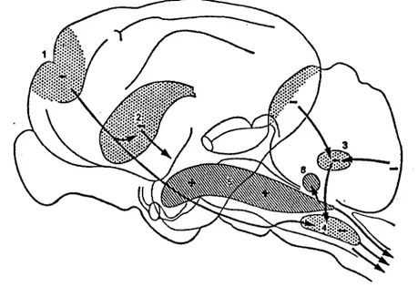Fig.  9.  Influência  excitatória e  inibitória da estimulação de núcleos da fotm ação reticular; zo­