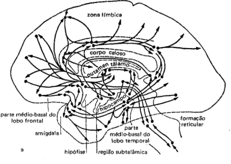 Fig.  16a.  Conexões dos lobos frontais  com outras estruturas cerebrais (segundo Polyakov).
