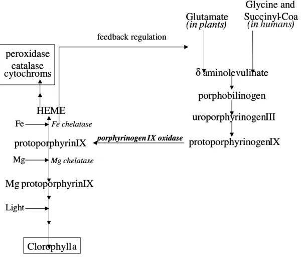 Figura 2 – Rota de síntese de porfirinas, heme e clorofilas em animais e plantas  (Porphyrin – Wikipedia, the free encyclopedia, Dodge, 1992, Hess, 1993, Xiao et  al., 1998, Nelson et al., 2000;)