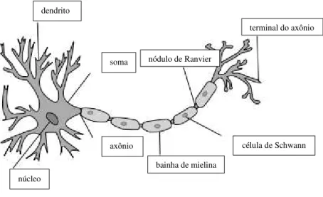 Fig. 3: Neurônio 