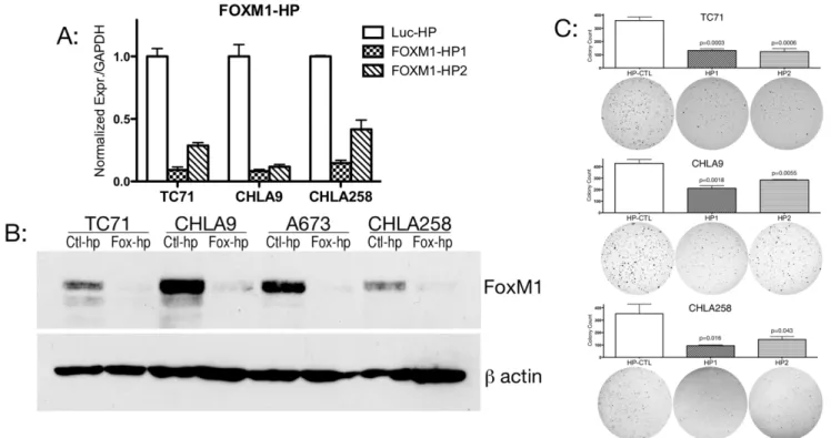 Figure 3. FOXM1 expression in Ewing cell lines is EWS/FLI1 dependent but not GLI1 dependent