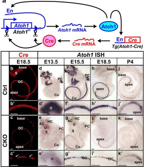 Figure 1. Atoh1-cre is expressed in hair cells and causes transient limited expression of Atoh1 in CKO ears