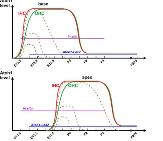 Figure 6. A working hypothesis shows the differential expression of Atoh1 in inner hair cells (IHC) and outer hair cells (OHC)