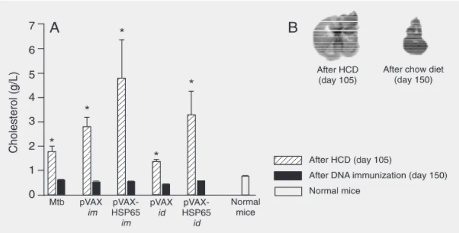 Figure 1. Serum cholesterol levels and macroscopic liver alterations in mice submitted to an atherosclerosis-induction protocol