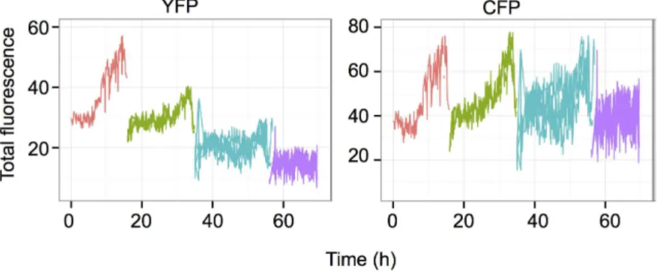 Fig. 5. Example of a founder cell where the YFP-expressing reporter gene is silenced. The already synthesized fluorescent protein molecules are gradually diluted and degraded over the cell divisions resulting in a decrease of the total fluorescence in all 