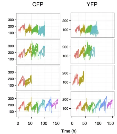 Fig. 4. Change in the total fluorescence of individual cells and their siblings over several cell divisions.