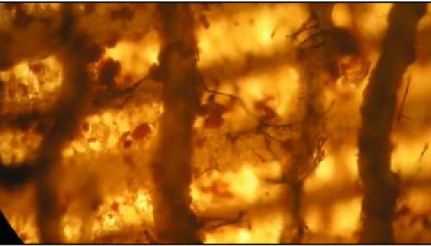 Fig. 17 – Visualização da decomposição do geotêxtil pelos fungos através de um microscópio óptico (20x)