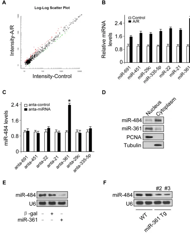 Figure 1. miR-361 in the nucleus is able to regulate mature miR-484 levels. A. Microarray results depicting the log-log scatter plot of intensity of miRNA expression in nuclei from control versus A/R treatment